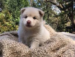 Pin On Puppies For Sale