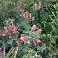 Image result for Alstroemeria pulchella