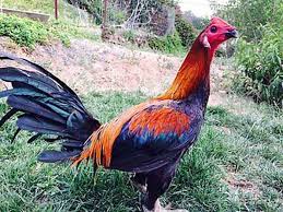 Ayam peru yang dimaksud satu di antara tipe sabung ayam yang menggunakan pisau dalam untuk bermain judi sabung ayam peru online ini tentu anda diharuskan untuk memiliki sebuah akun terlebih. Ayam Aduan Archives Situs Judi Agen Sabung Ayam Online