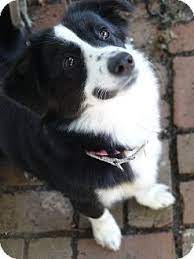 Dd 288 Bordigan Cardigan Welsh Corgi Border Collie Cardigan Welsh Corgi Pembroke Welsh Corgi Puppies Welsh Corgi