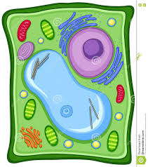 Notice that plant cells are different from animal cells even if they both have the same basic structure. 34 Label The Plant Cell Labels For Your Ideas