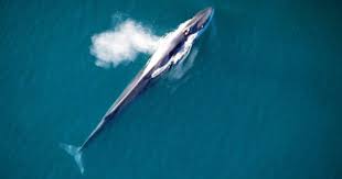 Help End Icelandic Whaling Whale Fin Whale Save The Whales