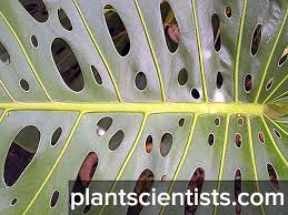 Canavar Cicegi Evde Kosullarda Bakim Transplantasyon Ve Ureme Canavarlari Canavar Neden Sari Ve Kuru Donuyor Bir Ev Canavari Tutabilir Miyim