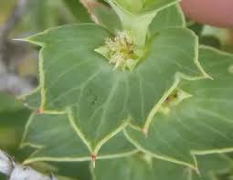 Image result for Cliffortia