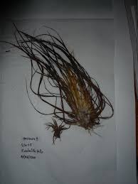 Image result for Limnophila bangweolensis