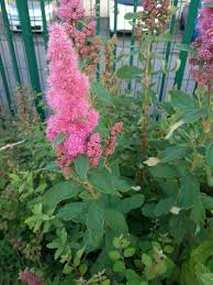 Image result for Spiraea douglasii