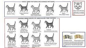 Tabby Types Cat Breeds Chart Cat Colors Tabby Cat