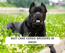 Our cane corso puppies for sale come from either usda licensed commercial breeders or hobby breeders with no more than 5 breeding mothers. 5 Best Cane Corso Breeders In Ohio 2021 We Love Doodles