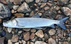 Image result for Stenostelma