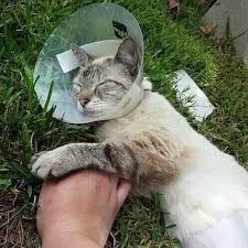 94,119 jobs available in hawaiian gardens, ca on indeed.com. Courtesy Post This Recently Spayed Siamese Wags Pet Adoption