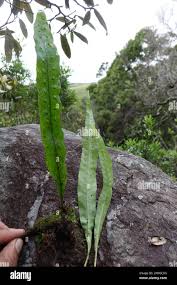 Image result for Lepisorus excavatus