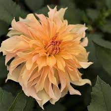 Dahlia Bulbs Dinnerplate Big Brother Dahlia Tubers Eden Brothers Bulb Flowers Spring Flowering Bulbs Dahlia