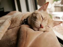 Comme On Fait Son Lit On Se Couche Ou L Importance Du Sommeil France Assos Sante