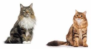 We are located near seattle, washington. Norwegian Forest Cat Vs Siberian Cat Which To Bring Home