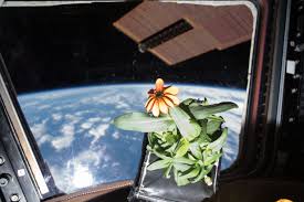 See more ideas about plants, planting flowers, flower garden. Plants In Space Wikipedia