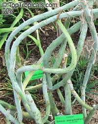 Image result for Senecio sp.no.1