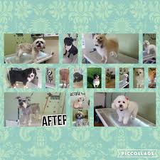🐶give your dog a break and bring him/her to paws pet grooming for a bath and cut.🐶 14350 n. Paws Claws Grooming Salon Home Facebook