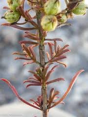 Image result for Sopubia ramosa