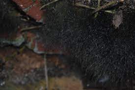 Superficially, it looked like fur. Unknown Black Wig Like Fungus Observation Uk And Ireland Ispot