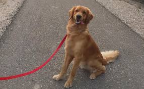 Located in a suburb of chicago, illinois, i am a small hobbyist breeder of european english cream and american golden retrievers. Golden Retriever Breed Information Guide Facts And Pictures Bark