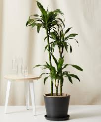 Dracaena are such a classic in the houseplant world and for good reason. Dracaena 101 How To Care For Dracaenas Bloomscape