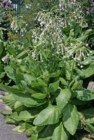 Maybe you would like to learn more about one of these? Flowering Tobacco Nicotiana Sylvestris Wisconsin Horticulture