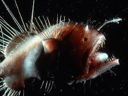 Nearly 300 different species of fish, mussels, crabs and various other sea creatures drifted from the shores of japan to the pacific coast of the united states on debris sent across the ocean by a. 10 Mysterious Creepy Deep Sea Creatures Reckon Talk