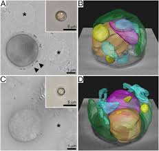 For 15 years and more. Native State Imaging Of Calcifying And Noncalcifying Microalgae Reveals Similarities In Their Calcium Storage Organelles Pnas