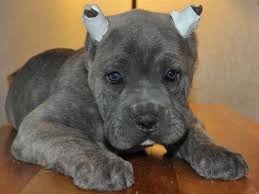 Available cane corso puppies for sale. Cane Corso Price Range How Much Does A Cane Corso Puppy Cost