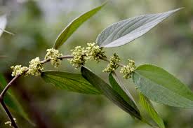 Image result for Trema sp A