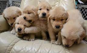 The golden retriever derives its 'retriever' name from its ability to retrieve shot game without any damage as a result of its soft mouth. New Golden Retriever Puppies Mean Another Chapter In This Lafayette Golden Story Dana Green Team The Pulse Of Lafayette Real Estate