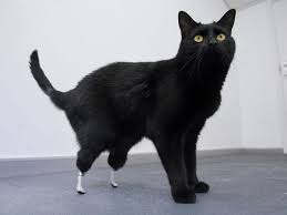 Happy halloween!thank you from black cat farm for another wonderful pumpkin season. British Amputee Cat First To Get Bone Grafted Exoprosthetic Paws Popular Science