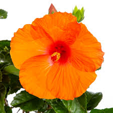 Image result for Hibiscus ludwigii