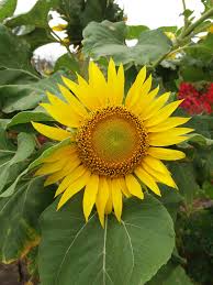 Bentuk kelopaknya tergolong besar untuk ukuran bunga karena dapat mencapai diameter hingga sebesar 30 cm. File Bunga Matahari Samas Jpg Wikimedia Commons