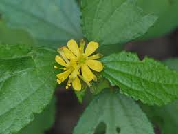 Image result for Triumfetta rhomboidea