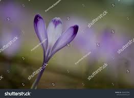 Crocus Flower In Forest Slovakia Nature Ad Ad Flower Crocus Forest Nature Crocus Flower Crocus Flowers