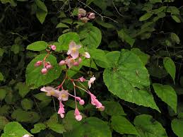 Image result for Begoniaceae