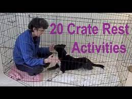 Crate Rest Activities For Dogs After Back Hip Leg Injuries Acl Or Tplo Heartworm Treatmentetc Dog Activities Brain Games For Dogs Bored Dog