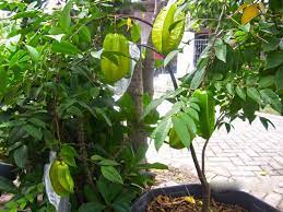 Perawatannya tidak sulit dan pohonnya mudah berbuah, itulah keunggulan tanaman belimbing. Cara Menanam Belimbing Dalam Sebuah Pot Dengan Mudah Dan Cepat Berbuah Faunadanflora Com