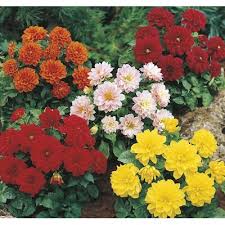 Maybe you would like to learn more about one of these? 6 Pack Multicolor Dahlia In Tray L3480 In The Annuals Department At Lowes Com