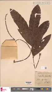 Image result for Allophylus lastoursvillensis