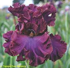 Tbdashofburgundy Tbathrue Twiki Iris Flowers Bearded Iris Iris Garden