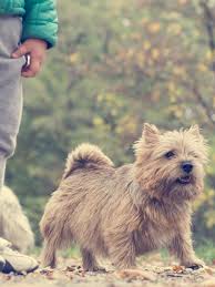The norwich terrier is a dog breed that originated in the late 19th century in eastern anglia, a rural region of england that encompasses the town of norwich in norfolk county. Norwich Terrier Training Course On Norwich Terrier