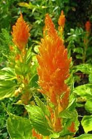 Close Up Orange Flower Flowers Plants Orange Flowers