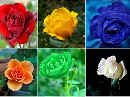 Mawar adalah suatu jenis tanaman semak dari genus rosa sekaligus nama bunga yang. Makna Yang Terkandung Di Balik 6 Warna Bunga Mawar Indozone Id