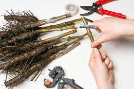 Postat de semino 0 comentarii 147 vizualizari sfaturi. Altoirea Pomilor Din Gradina Ghid Practic Pas Cu Pas Mathaus By Arabesque