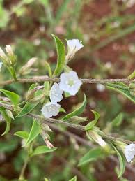 Image result for Seddera suffruticosa