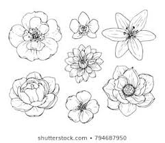 Black And White Flower Background Transparent Ink Pencil Black And White Flower Sketch Transparent Background Hand Drawn Nature Painting Freehand Sketc Flower Sketches Flower Drawing Hand Drawn Flowers
