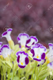 Purple goes with most other colors and the sum effect becomes more sophisticated. Close Up View Small Purple With Yellow Flower Wishbone Flower Stock Photo Picture And Royalty Free Image Image 16945978
