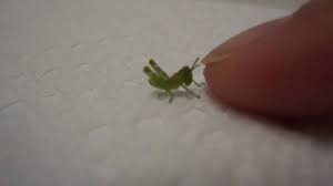 Baby Grasshopper Youtube